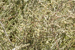 Aspalathus hispida hispida