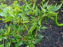 Capsicum frutescens