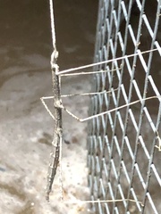 Parabacillus hesperus