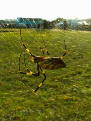 Trichonephila clavata