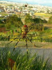 Trichonephila clavata