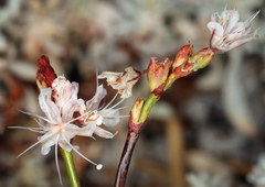 Eriogonum wrightii subscaposum