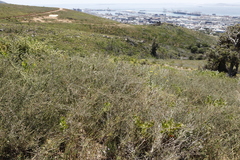 Aspalathus hispida hispida