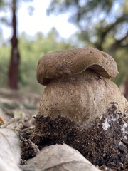 Boletus aereus