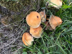 Cystoderma aureum
