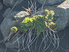 Aeonium spathulatum image