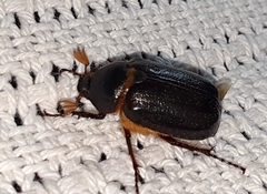 Melolonthinae