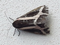 Dysschema sacrifica