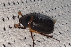 Melolonthinae
