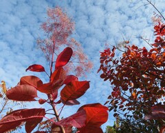 Cotinus coggygria