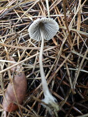 Mycena leptocephala