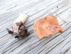 Lactarius xanthogalactus