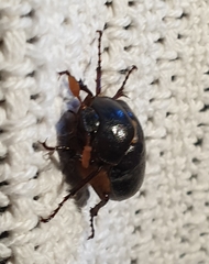Melolonthinae