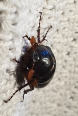 Melolonthinae