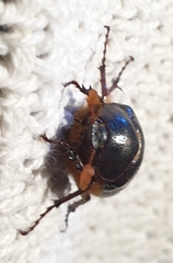 Melolonthinae