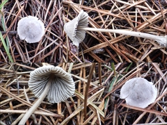 Mycena leptocephala