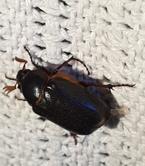 Melolonthinae