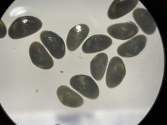 Ostracoda