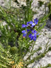 Lobelia comosa