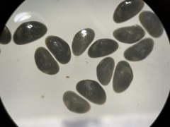 Ostracoda