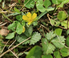 Potentilla indica