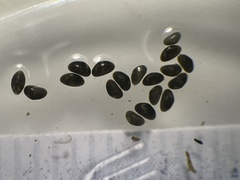 Ostracoda