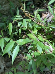 Gelsemium sempervirens