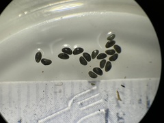 Ostracoda