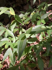 Gelsemium sempervirens