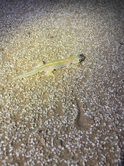 Pachydactylus rangei