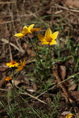 Bidens serrulata