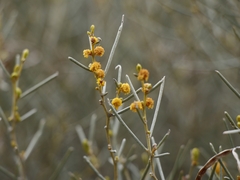Acacia rigens