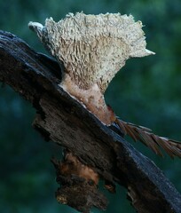 Polyporus