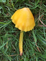 Hygrocybe acutoconica