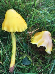 Hygrocybe acutoconica
