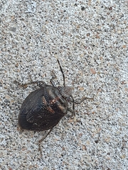Antiteuchus