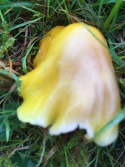 Hygrocybe acutoconica