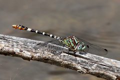 Erpetogomphus lampropeltis