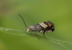 Grapholita compositella