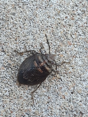 Antiteuchus