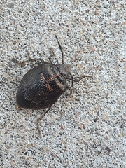 Antiteuchus