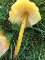 Hygrocybe acutoconica