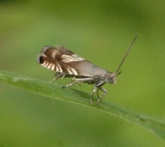 Grapholita compositella