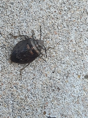 Antiteuchus
