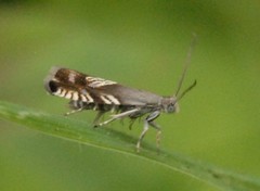Grapholita compositella