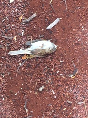 Zonotrichia albicollis