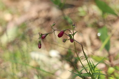 Penstemon roseus