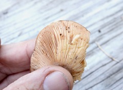 Lactarius xanthogalactus