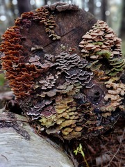 Trichaptum fuscoviolaceum