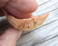 Lactarius xanthogalactus
